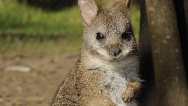 Parma wallaby