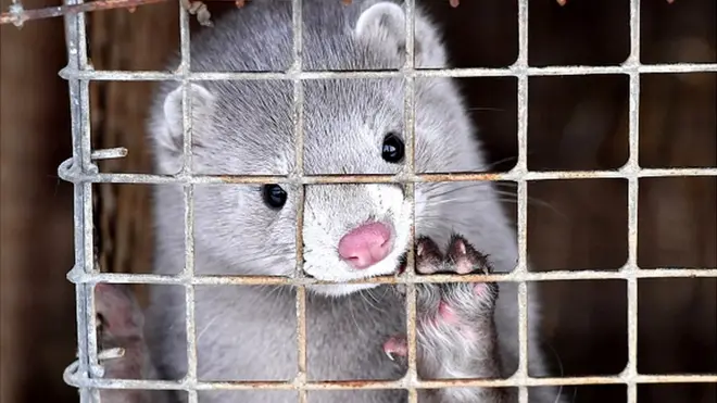 ऊदबिलाव