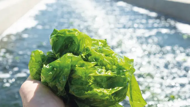 알가 플러스는 소규모 고품질 미역을 생산한다