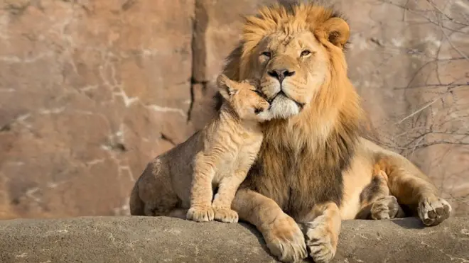 সিংহের গড় আয়ু ১৩ বছর।