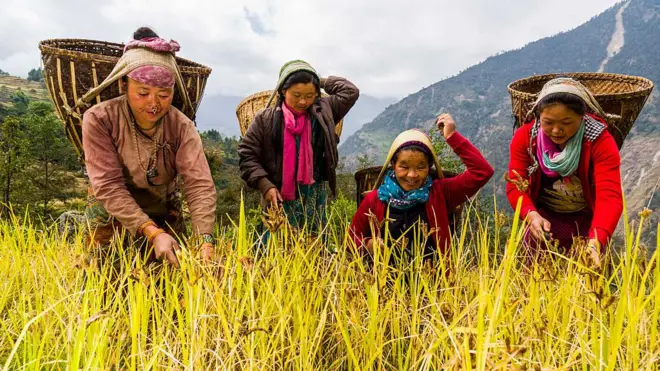 कोदो टिप्दै नेपाली महिला 