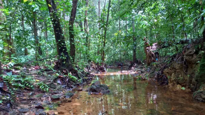 ජාතික සංරක්ෂණ විමසුමට අනුව ඉහළ ප්‍රමුඛත්වයක් දී සංරක්ෂණ කළයුතු වනාන්තරයක් ලෙස කොට්ටව රක්ෂිතය නම් කර ඇත.