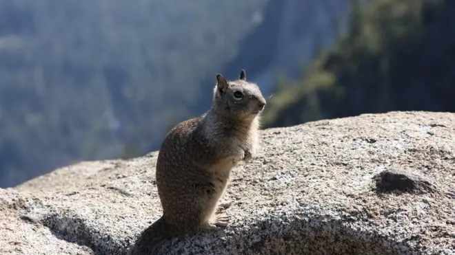 Uma pesquisa revelou que um crânio encontradoesportes da sorte baixar gratisSuffok, na Inglaterra, tinha marcasesportes da sorte baixar gratishanseníase semelhante à encontradaesportes da sorte baixar gratisesquilos