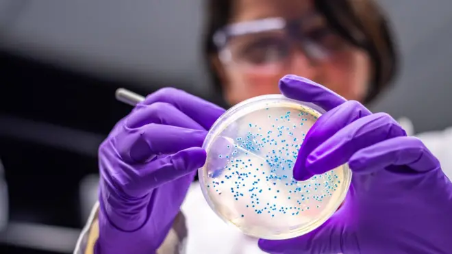Une scientifique portant des gants violets examine un récipient de boîte de Pétri contenant E.coli.