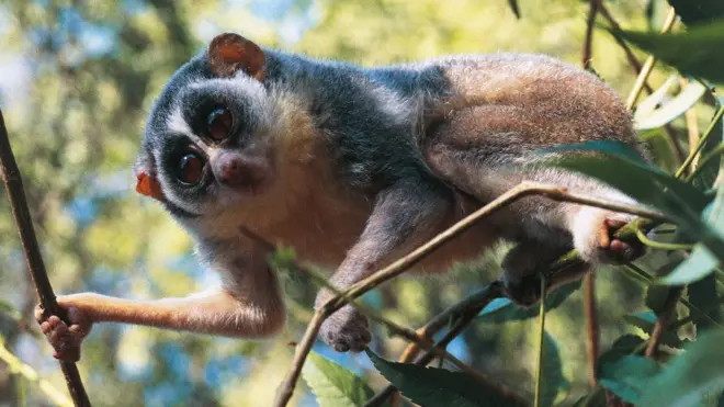 దేవాంగ పిల్లి