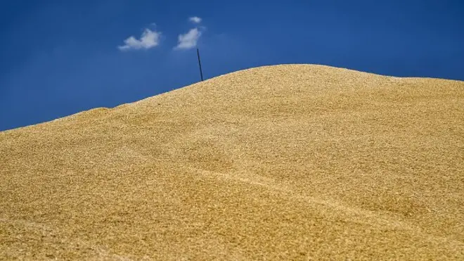 українське зерно