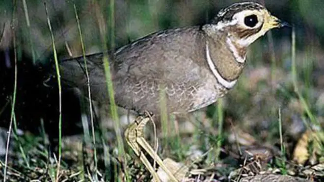 కలివికోడి