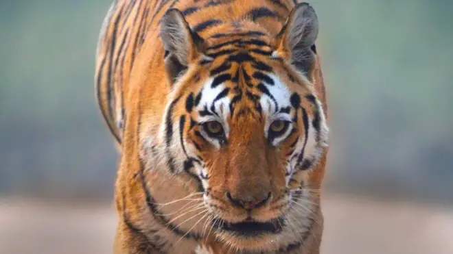 Collarwali was one of India's best-known tigresses