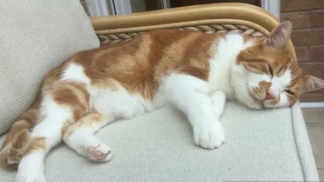 Susie Winship, from Blue Cross Suffolk, said it was a "rarity" and being reunited after a 10 year break was "one of the longest" they had seen.