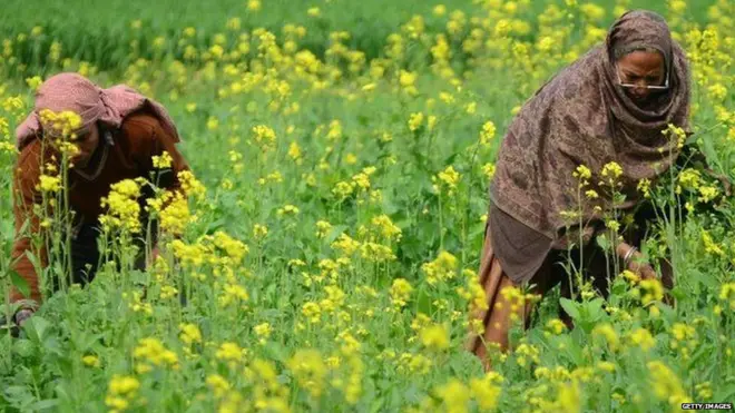 ખેતી ક્ષેત્રે કામ કરતી મહિલા ખેડૂતોની તસવીર