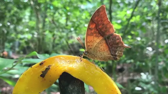أو "أطعم الفراش موز ومانجو وأنفق على أبنائي من تربيته"