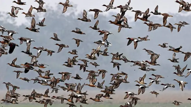 සංක්‍රමණික කුරුල්ලෝ දස දහස් ගණනක් මේ වනවිට ශ්‍රී ලංකාවට පැමිණ සිටිති.