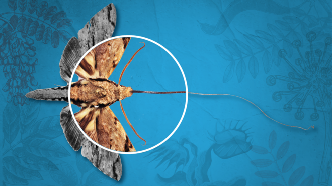 Polilla polinizadoramaquinas caca niquella orquídeamaquinas caca niquelDarwin