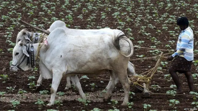 કૃષિક્ષેત્રની તસવીર