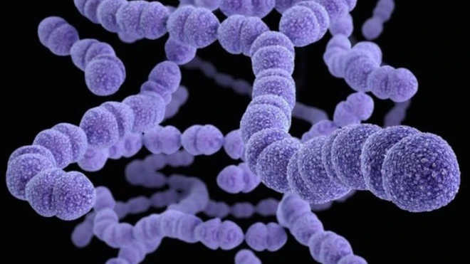 ภาพขยายของเชื้อแบคทีเรีย "สเตรปโตค็อกคัส นิวโมเนีย" (Streptococcus pneumoniae)