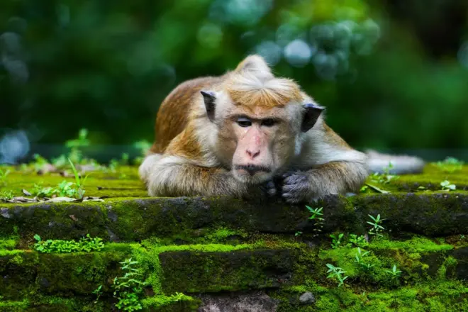  රිලවියන්ට 'ලූප්' දමා රිලා ගහනය පාලනයට නව උත්සාහයක්