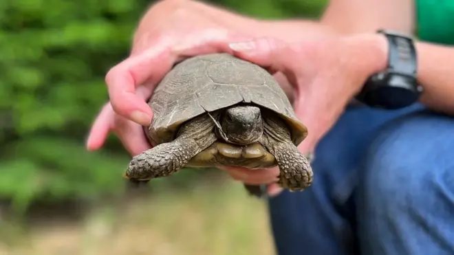 Tommy the tortoise travelled for more than a mile across a busy town before being found