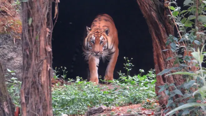 चिडियाखानामा राखिएको बाघ।
