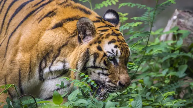 புலிகள் பாதுகாப்பு