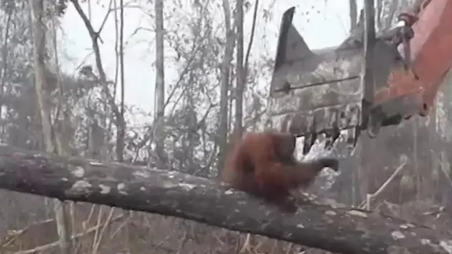 орангутанг намагається спинити бульдозер