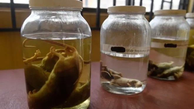 Four pipo don die because of Lassa fever for Ebonyi State