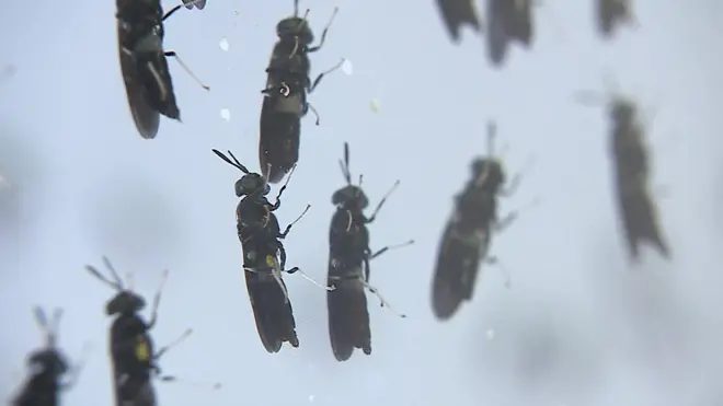 Ферма насекомых