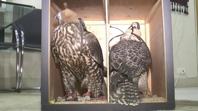 شکاری پرندے