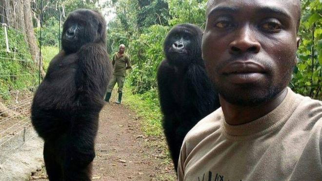 Gorilas posando
