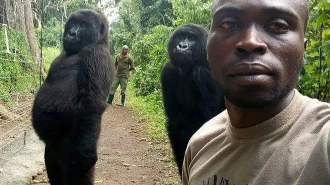 The gorillas are apparently trying to imitate humans