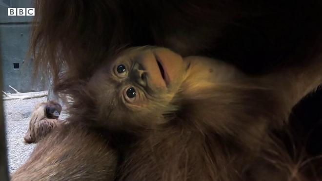 Birth of baby orangutan in Borneo gives hope for the future of the  Critically Endangered species.
