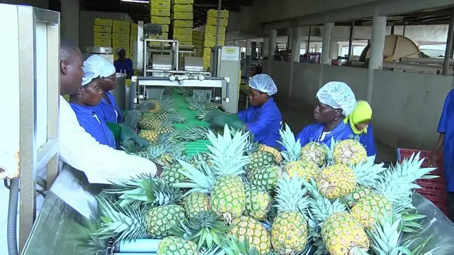 Exploitation d'ananas au Ghana