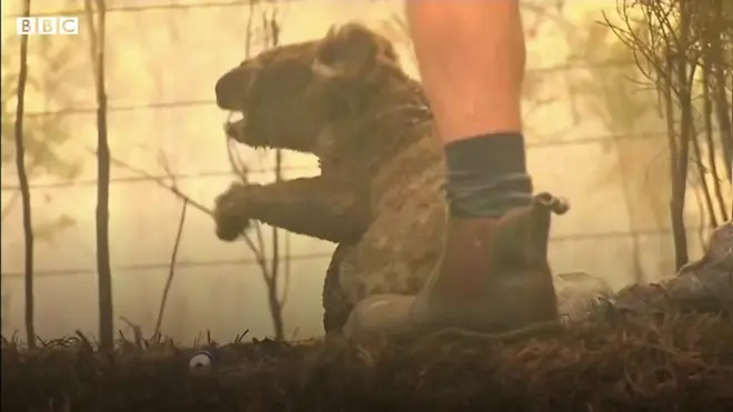 Rescatan a un koala de los incendios forestales en Australia
