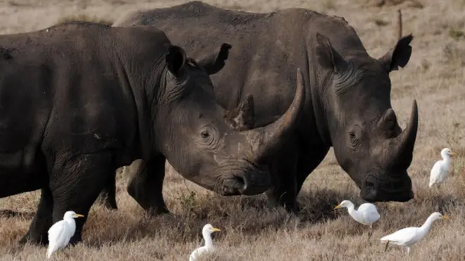 Deux rhinocéros noirs dans une réserve en Afrique du Sud.