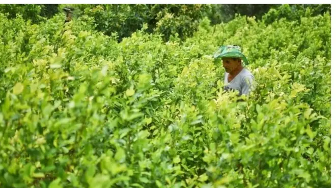 Moja ya shamba kubwa lililogundulika na serikali hivi karibuni
