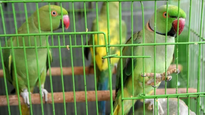 రామచిలుకలు