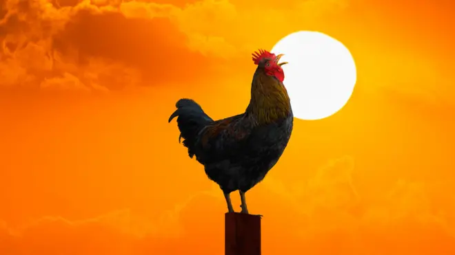 设计图片：早起鸡鸣