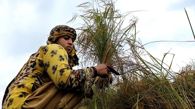 ਪਾਕਿਸਤਾਨੀ ਪੰਜਾਬ ਦੇ ਖੇਤ