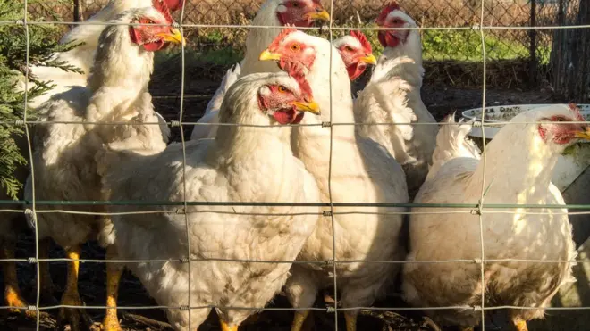 Dis photo from 6 December 2016 shows chicken for France, when di country dey battle di H5N8 bird virus.