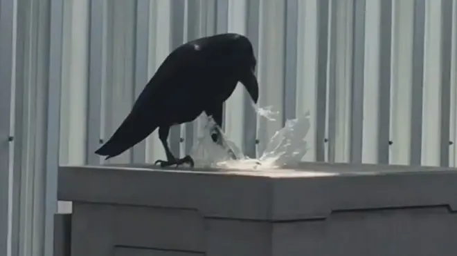 อีกาตัวหนึ่งกำลังจิกกินถุงพลาสติกริมถนนในกรุงเทพฯ