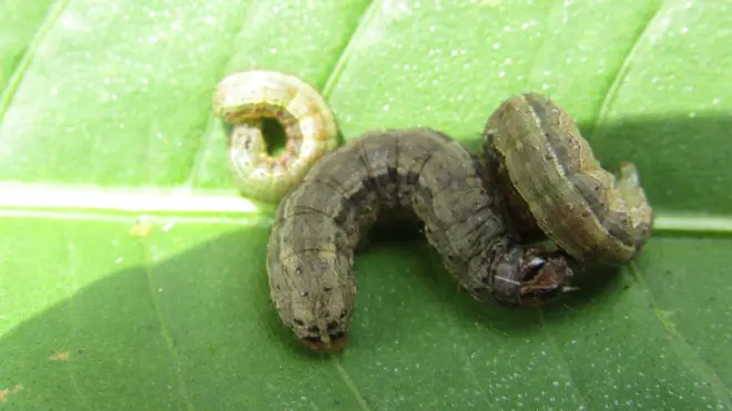 Ces larves de papillon mesurent environ 3 cm de long