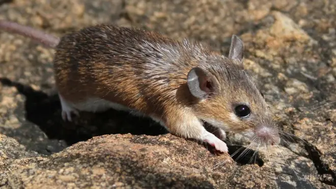 La souris africaine épineuse a des poils raides sur le dos qui lui donnent son nom, mais aussi de remarquables pouvoirs de guérison