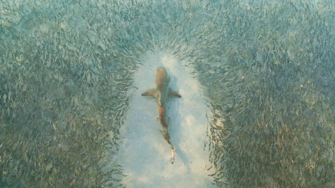 ฉลามแนวปะการังเข้าโจมตีฝูงปลาจนแหวกออกเป็นทาง ที่ชายหาดของเกาะเฮรอนในรัฐควีนส์แลนด์ ประเทศออสเตรเลีย