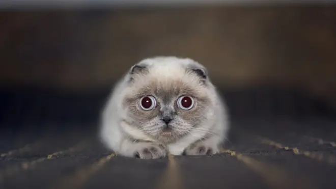 Вислоухий шотландец