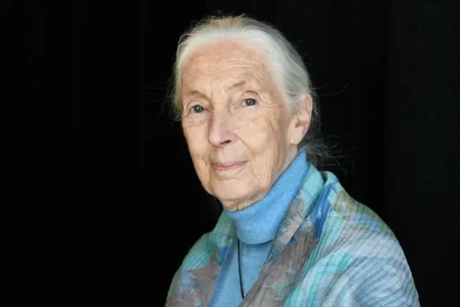 Jane Goodall boğazlı mavi kazağıyla kameraya poz veriyor