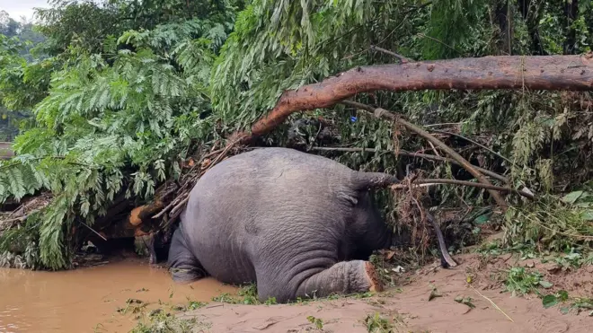 ซากช้างล้ม