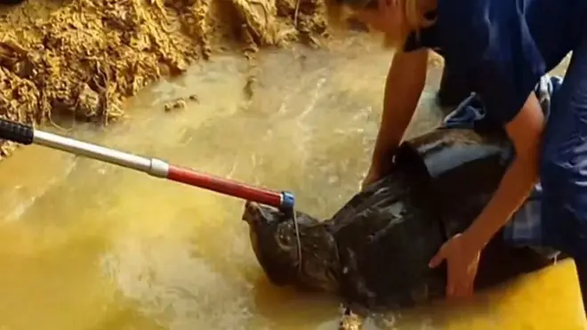 грифова черепаха