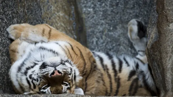Тигр мог случайно попасть в пригород Владивостока в поисках пищи или из любопытства
