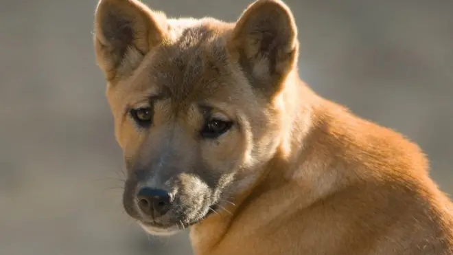New Guinea singing dog