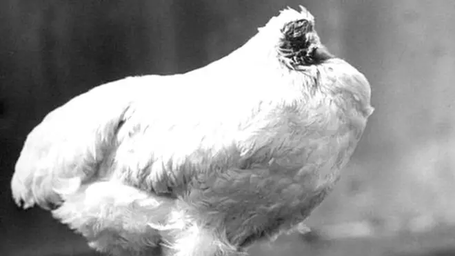 फ़ाइल फोटो