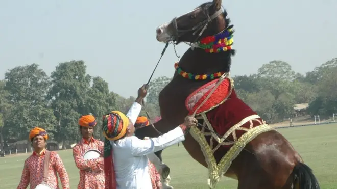 मारवाड़ी घोड़ा